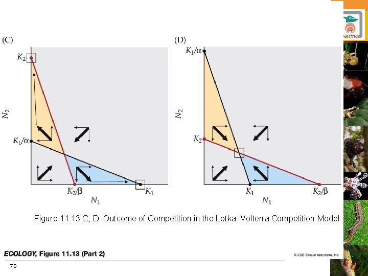 Figure 11. 13 C, D Outcome of Competition in the Lotka–Volterra Competition Model 70