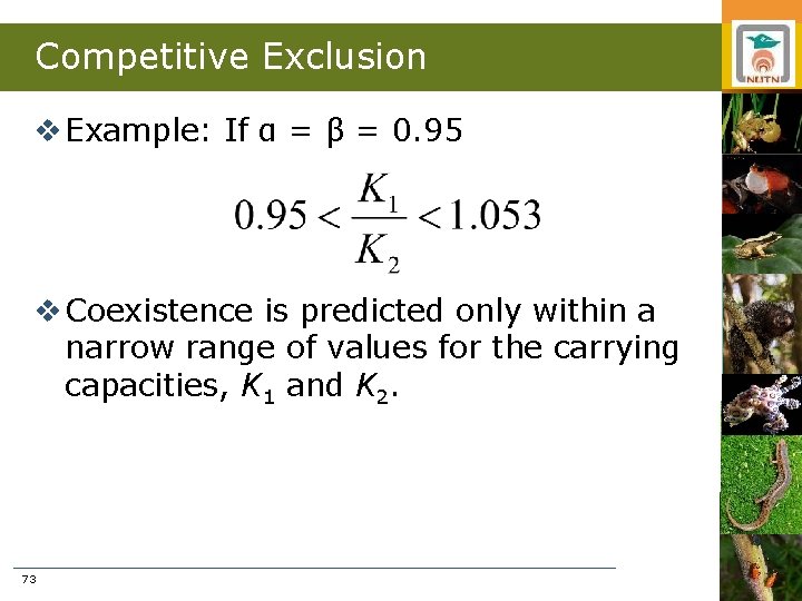 Competitive Exclusion v Example: If α = β = 0. 95 v Coexistence is