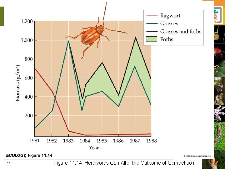 77 Figure 11. 14 Herbivores Can Alter the Outcome of Competition 