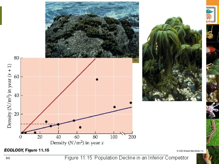 80 Figure 11. 15 Population Decline in an Inferior Competitor 