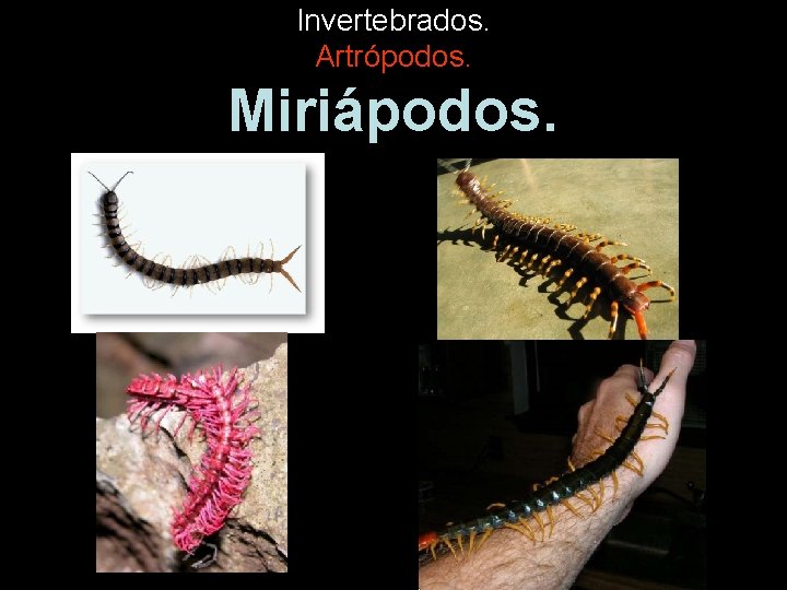 Invertebrados. Artrópodos. Miriápodos. 