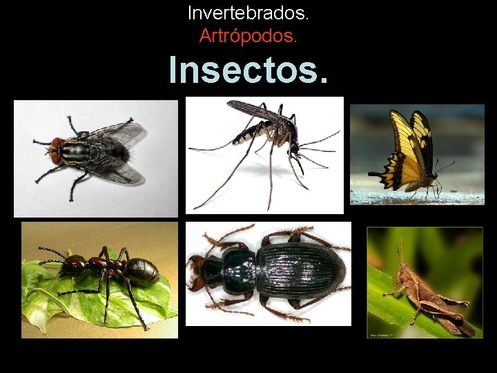 Invertebrados. Artrópodos. Insectos. 