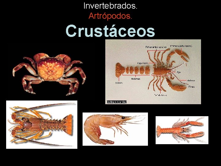 Invertebrados. Artrópodos. Crustáceos 