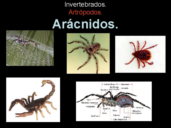 Invertebrados. Artrópodos. Arácnidos. 