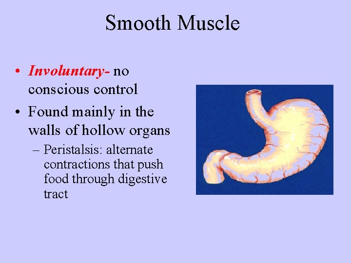 Smooth Muscle • Involuntary- no conscious control • Found mainly in the walls of