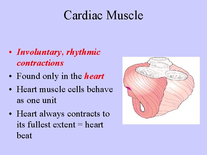 Cardiac Muscle • Involuntary, rhythmic contractions • Found only in the heart • Heart
