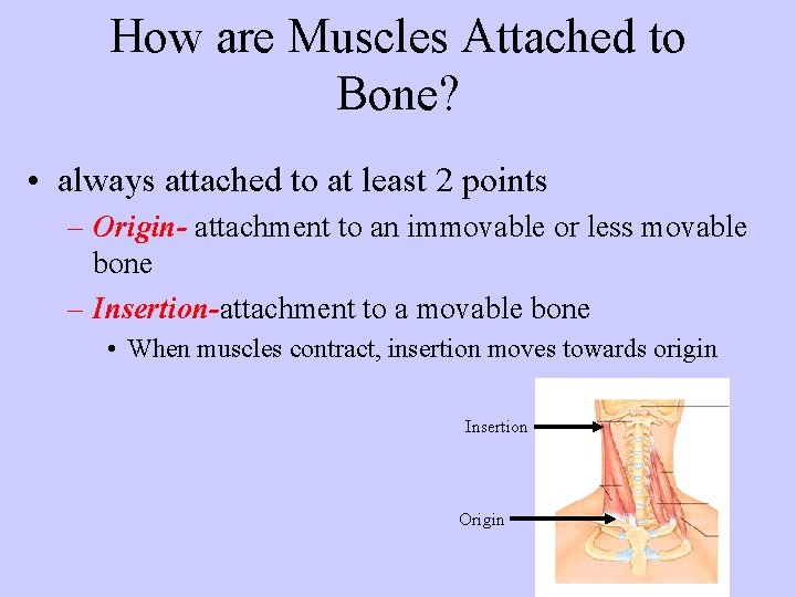 How are Muscles Attached to Bone? • always attached to at least 2 points