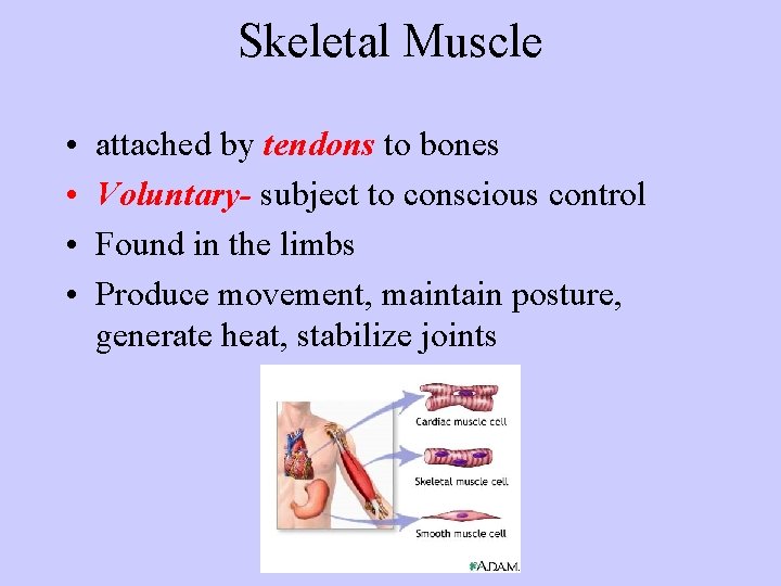 Skeletal Muscle • • attached by tendons to bones Voluntary- subject to conscious control