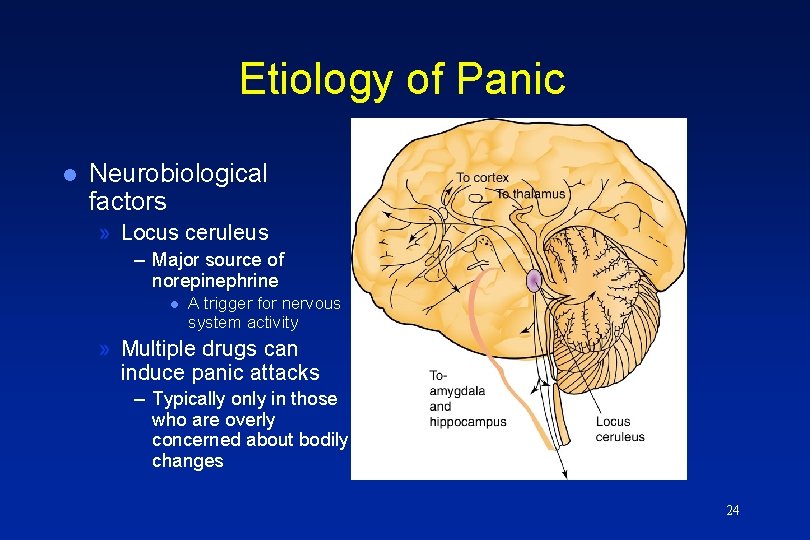 Etiology of Panic l Neurobiological factors » Locus ceruleus – Major source of norepinephrine