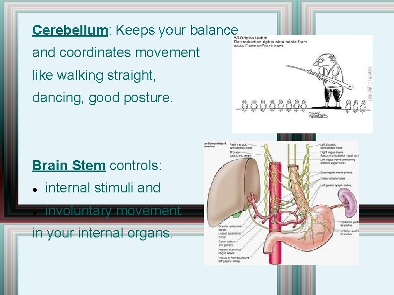 Cerebellum: Keeps your balance and coordinates movement like walking straight, dancing, good posture. Brain Cerebellum: Keeps your balance and coordinates movement like walking straight, dancing, good posture. Brain