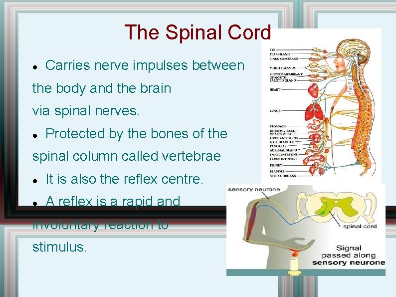 The Spinal Cord Carries nerve impulses between the body and the brain via spinal The Spinal Cord Carries nerve impulses between the body and the brain via spinal