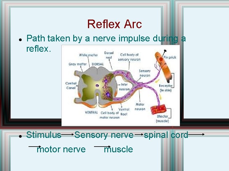 Reflex Arc Path taken by a nerve impulse during a reflex. Stimulus Sensory nerve Reflex Arc Path taken by a nerve impulse during a reflex. Stimulus Sensory nerve
