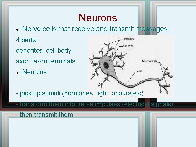 Neurons Nerve cells that receive and transmit messages. 4 parts: dendrites, cell body, axon Neurons Nerve cells that receive and transmit messages. 4 parts: dendrites, cell body, axon