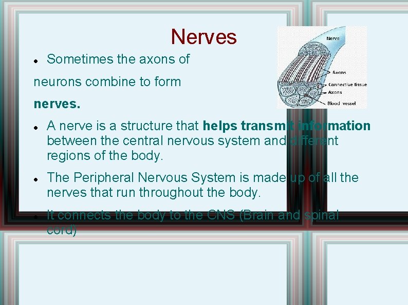 Nerves Sometimes the axons of neurons combine to form nerves. A nerve is a Nerves Sometimes the axons of neurons combine to form nerves. A nerve is a