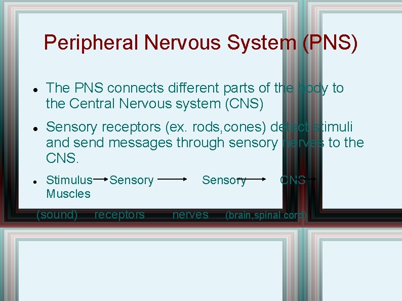 Peripheral Nervous System (PNS) The PNS connects different parts of the body to the Peripheral Nervous System (PNS) The PNS connects different parts of the body to the