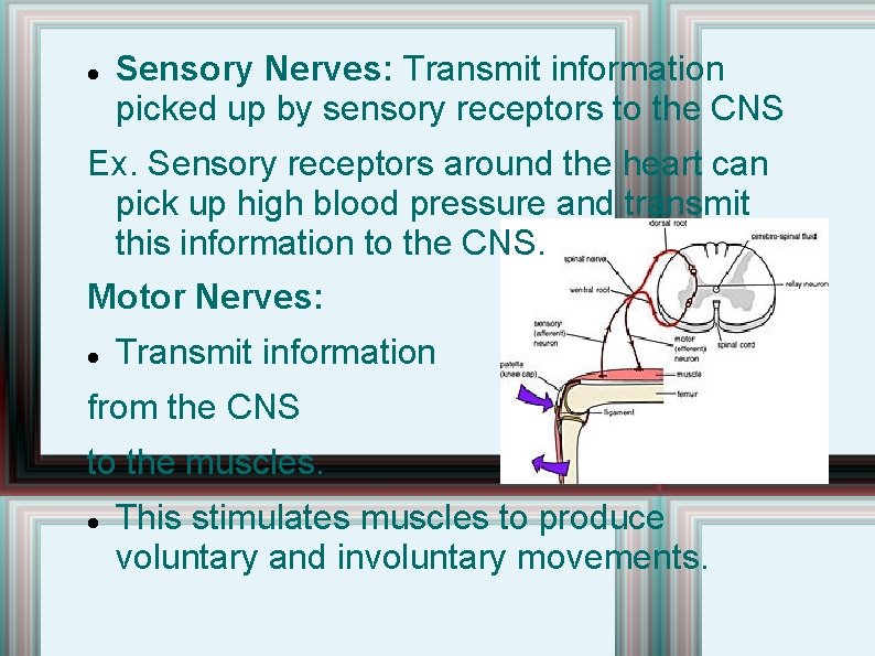 Sensory Nerves: Transmit information picked up by sensory receptors to the CNS Ex. Sensory Nerves: Transmit information picked up by sensory receptors to the CNS Ex.