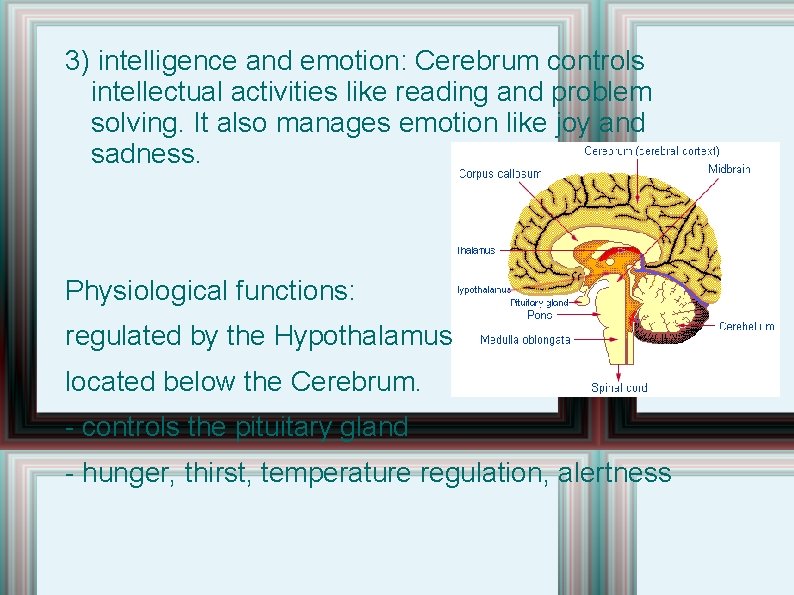 3) intelligence and emotion: Cerebrum controls intellectual activities like reading and problem solving. It 3) intelligence and emotion: Cerebrum controls intellectual activities like reading and problem solving. It