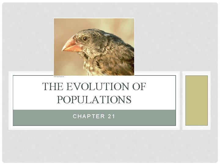 THE EVOLUTION OF POPULATIONS CHAPTER 21 WHAT YOU