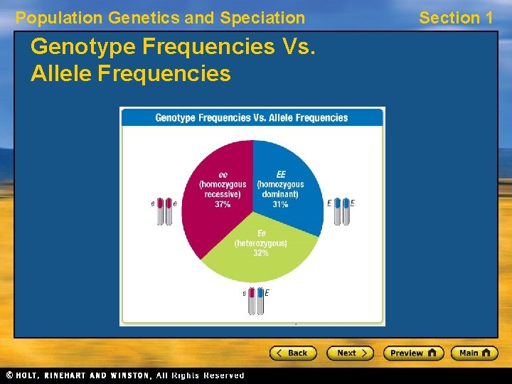 Population Genetics and Speciation Genotype Frequencies Vs. Allele Frequencies Section 1 