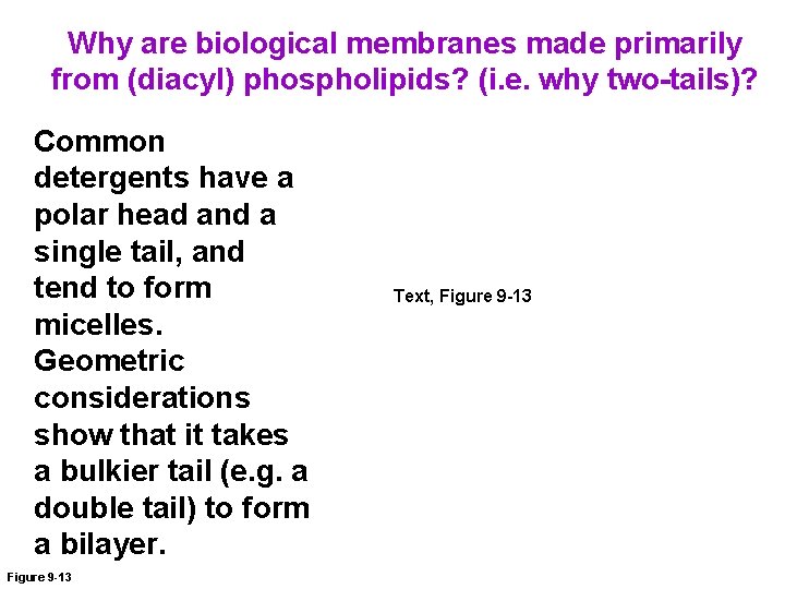 Why are biological membranes made primarily from (diacyl) phospholipids? (i. e. why two-tails)? Common