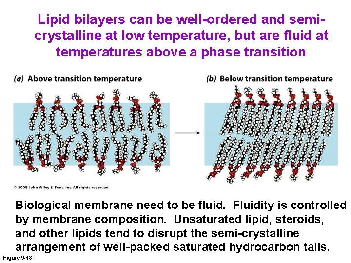 Lipid bilayers can be well-ordered and semicrystalline at low temperature, but are fluid at