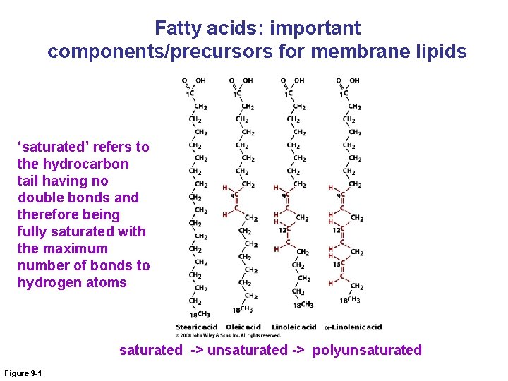 Fatty acids: important components/precursors for membrane lipids ‘saturated’ refers to the hydrocarbon tail having