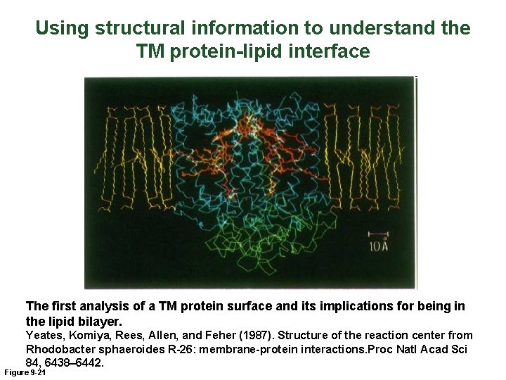 Using structural information to understand the TM protein-lipid interface The first analysis of a