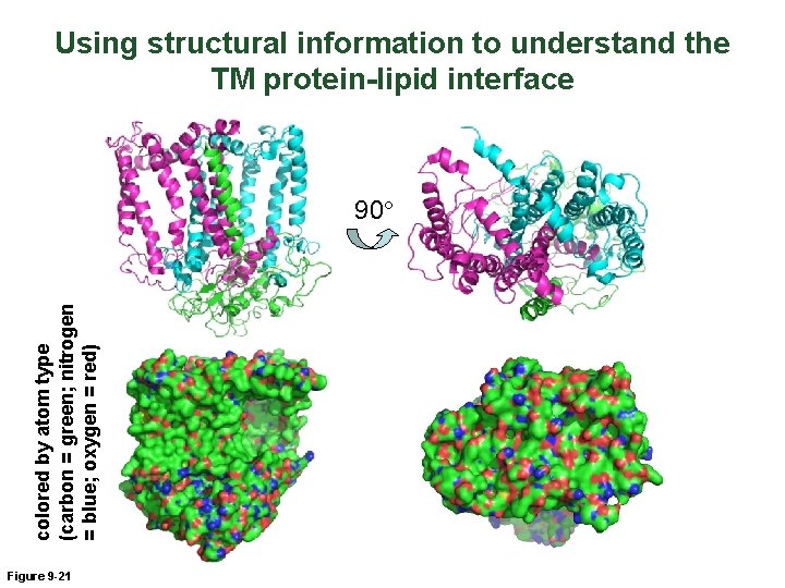 Using structural information to understand the TM protein-lipid interface colored by atom type (carbon