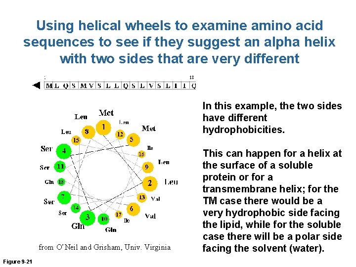 Using helical wheels to examine amino acid sequences to see if they suggest an
