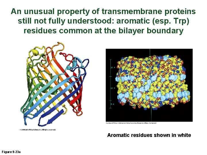 An unusual property of transmembrane proteins still not fully understood: aromatic (esp. Trp) residues