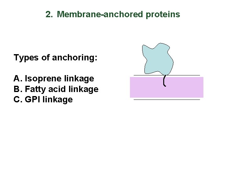 2. Membrane-anchored proteins Types of anchoring: A. Isoprene linkage B. Fatty acid linkage C.
