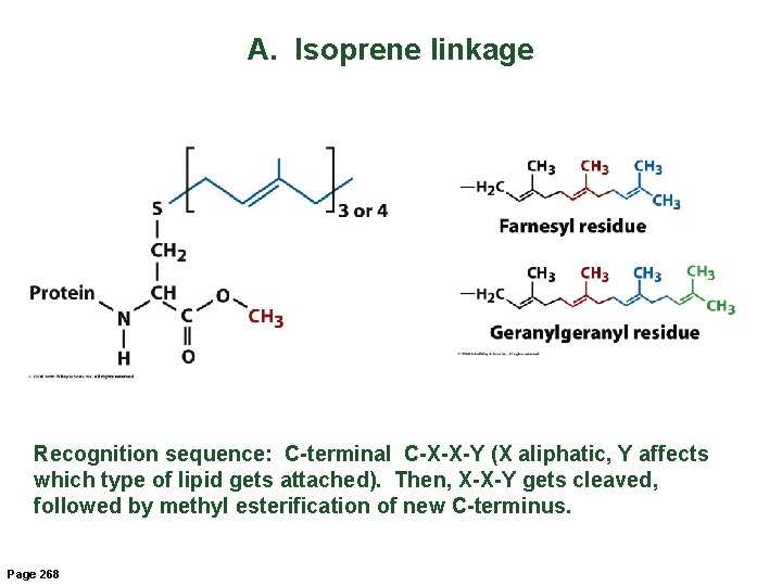 A. Isoprene linkage Recognition sequence: C-terminal C-X-X-Y (X aliphatic, Y affects which type of
