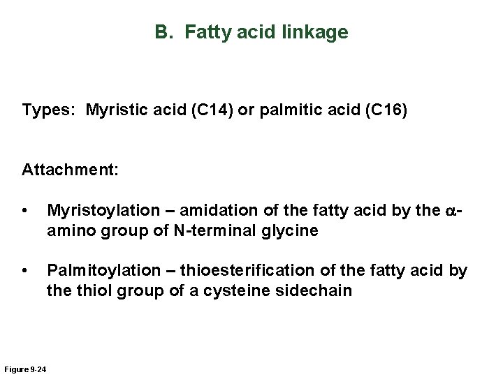 B. Fatty acid linkage Types: Myristic acid (C 14) or palmitic acid (C 16)