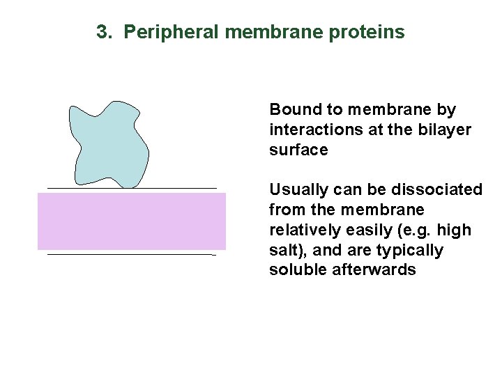 3. Peripheral membrane proteins Bound to membrane by interactions at the bilayer surface Usually