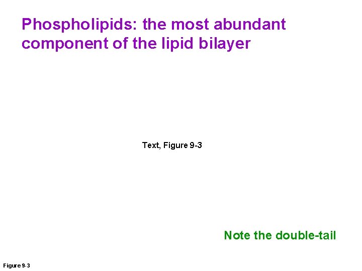 Phospholipids: the most abundant component of the lipid bilayer Text, Figure 9 -3 Note