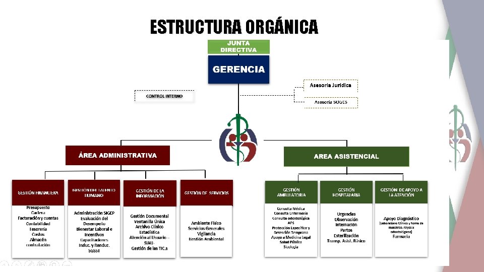 ESTRUCTURA ORGÁNICA 