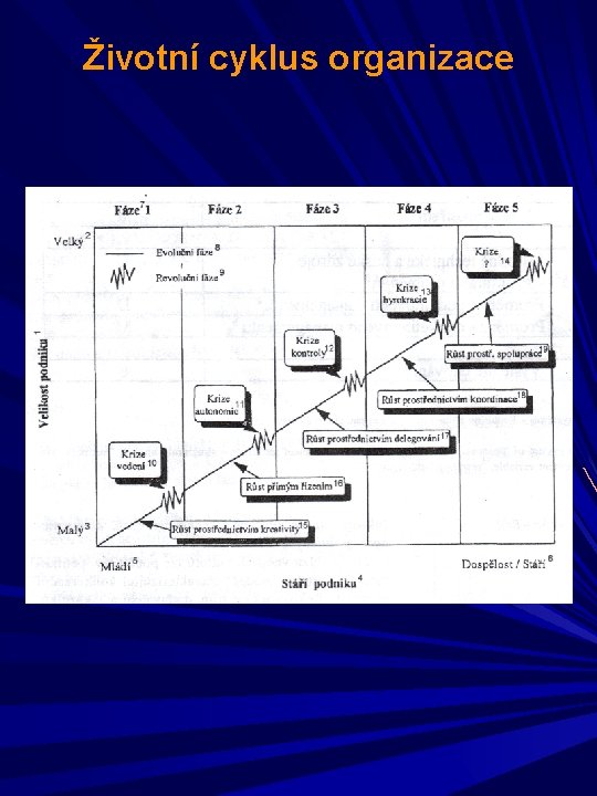 Životní cyklus organizace 
