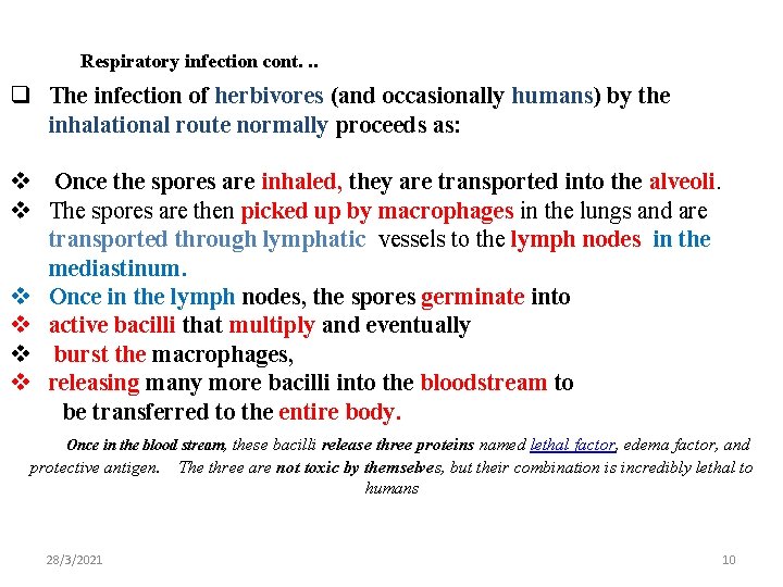 Respiratory infection cont. . . q The infection of herbivores (and occasionally humans) by