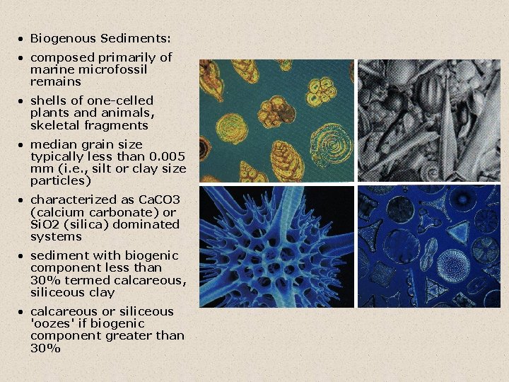  • Biogenous Sediments: • composed primarily of marine microfossil remains • shells of