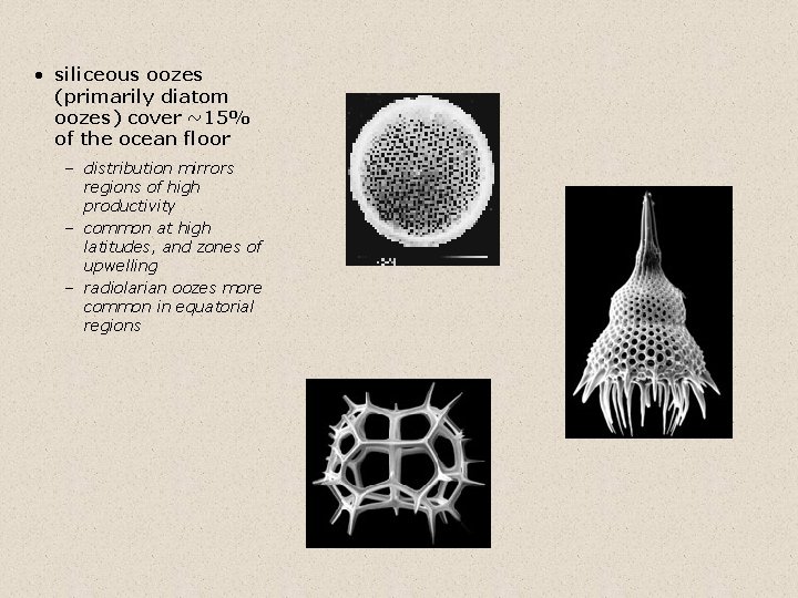  • siliceous oozes (primarily diatom oozes) cover ~15% of the ocean floor –