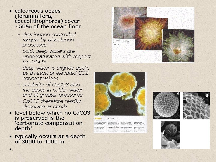  • calcareous oozes (foraminifera, coccolithophores) cover ~50% of the ocean floor – distribution