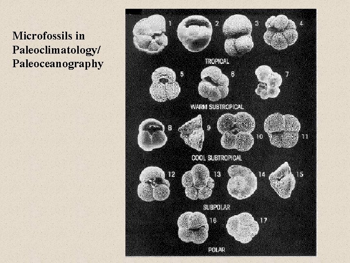 Microfossils in Paleoclimatology/ Paleoceanography 