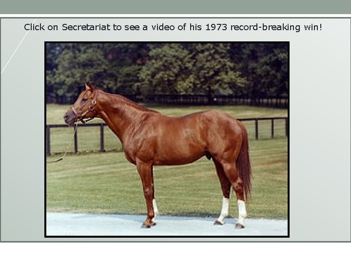 Which horse will win? Click on Secretariat to see a video of his 1973