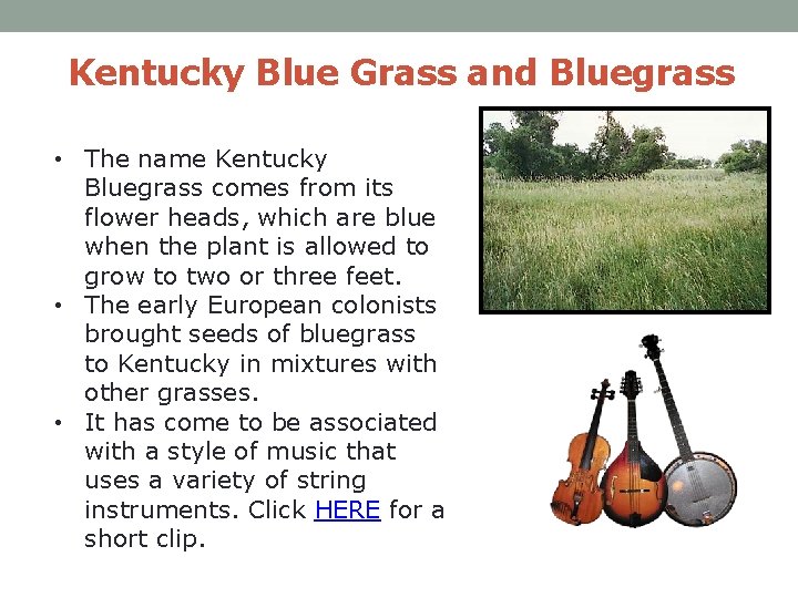 Kentucky Blue Grass and Bluegrass • The name Kentucky Bluegrass comes from its flower