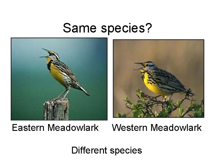Same species? Eastern Meadowlark Western Meadowlark Different species 