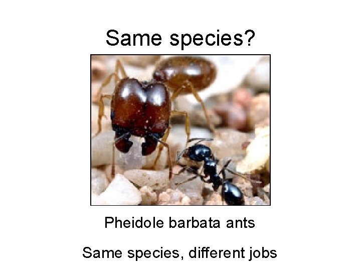 Same species? Pheidole barbata ants Same species, different jobs 