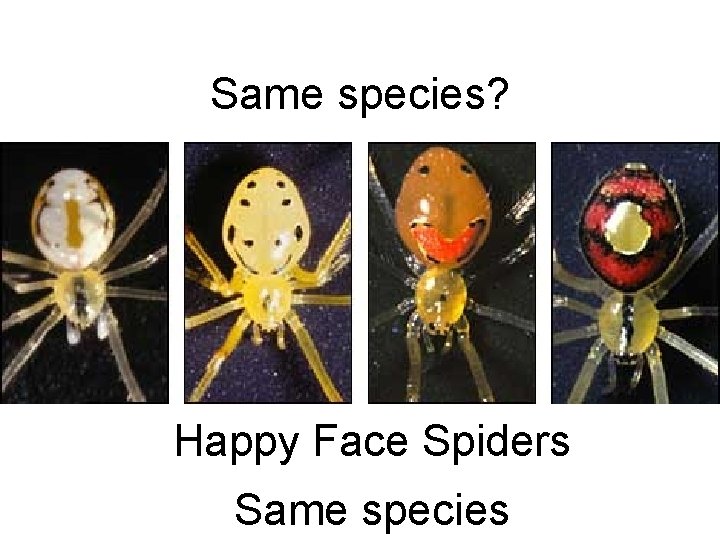 Same species? Happy Face Spiders Same species 