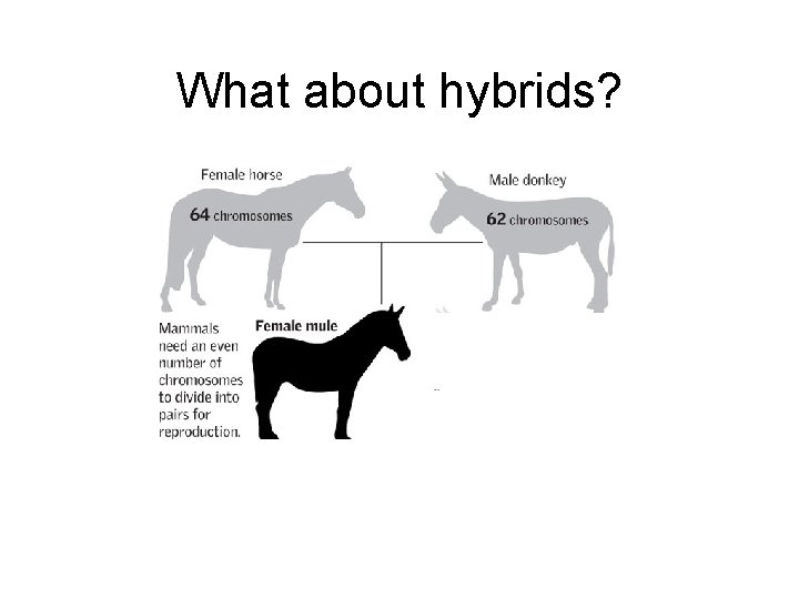 What about hybrids? 