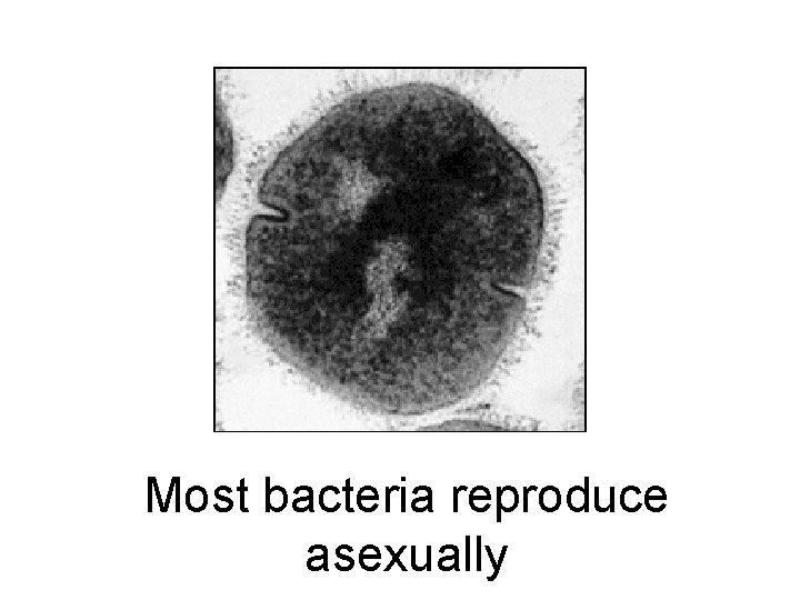 Most bacteria reproduce asexually 