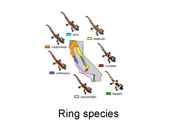 Ring species 
